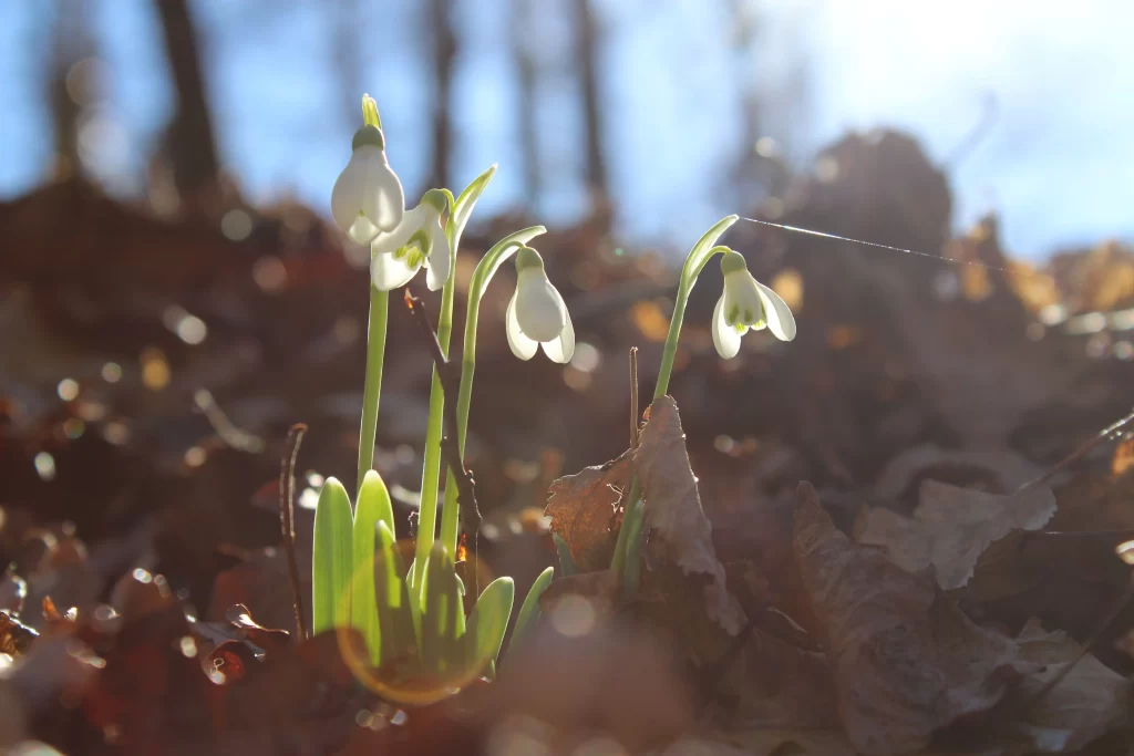 White Snowdrop Delicate Petals Green Stems gray Sunlight