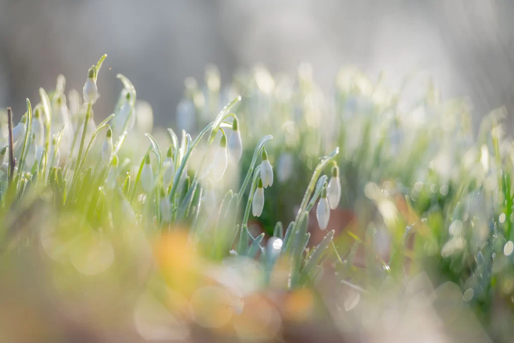 White Snowdrop Delicate Petals Dewdrops Green Stems