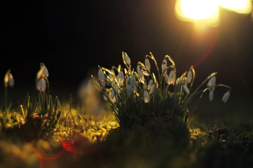 White Snowdrop Delicate Petals Green Stems dark Sunlight