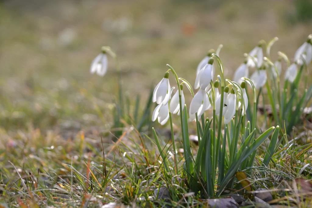 White Snowdrop Delicate Petals Green Stems Nature