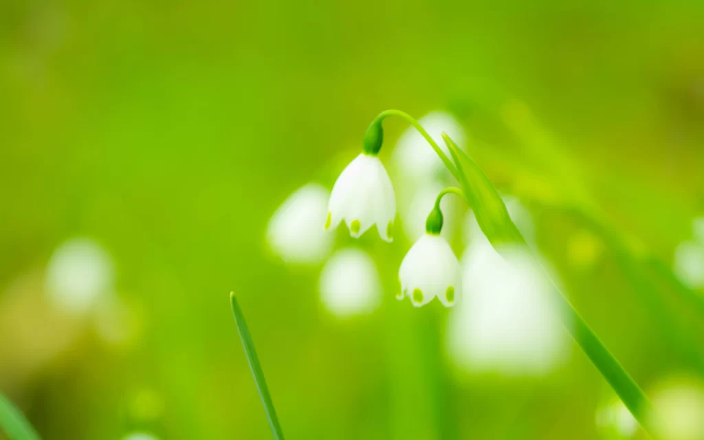 White Snowdrop Delicate Petals Green Background