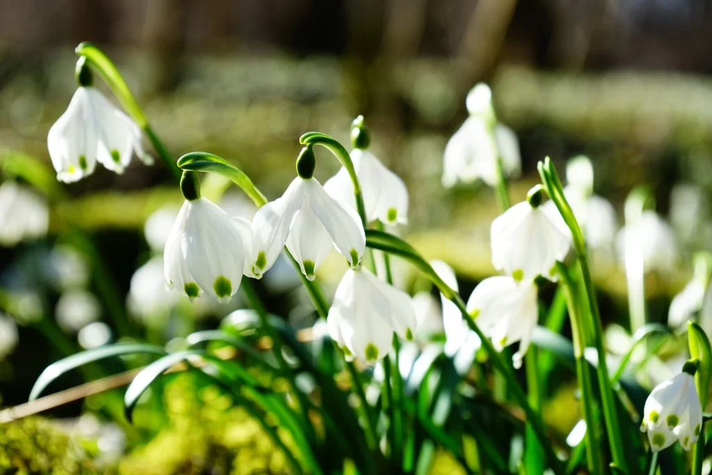 White Snowdrop Delicate Petals Green Stems