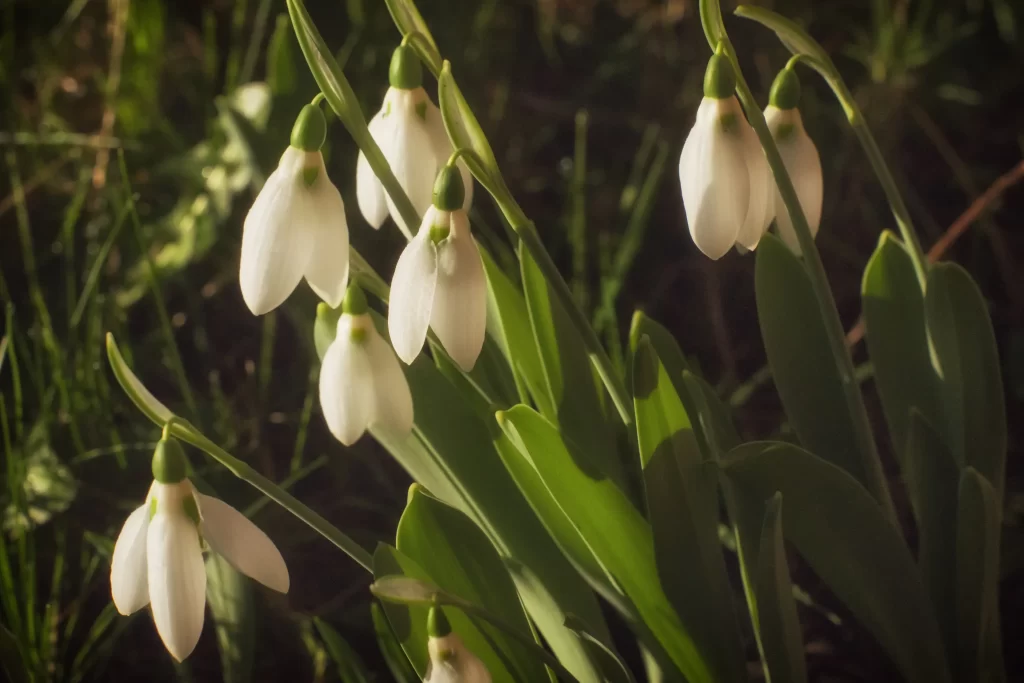 White Snowdrop Petals Green Stems Sunlit