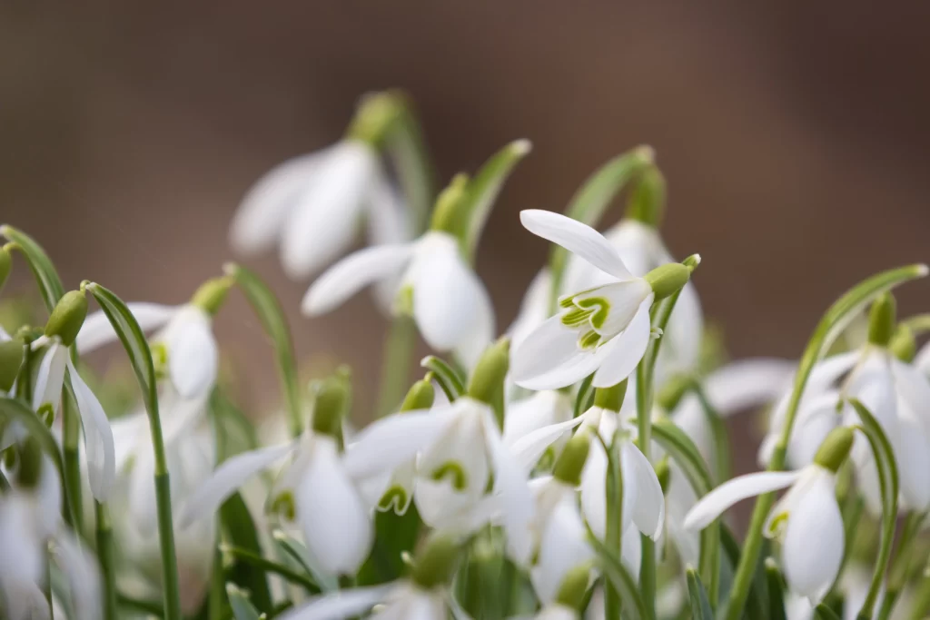 White Snowdrop Petals Green Stems