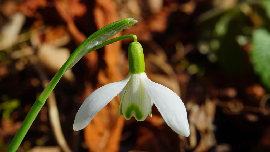White Snowdrop Petals Green Stem