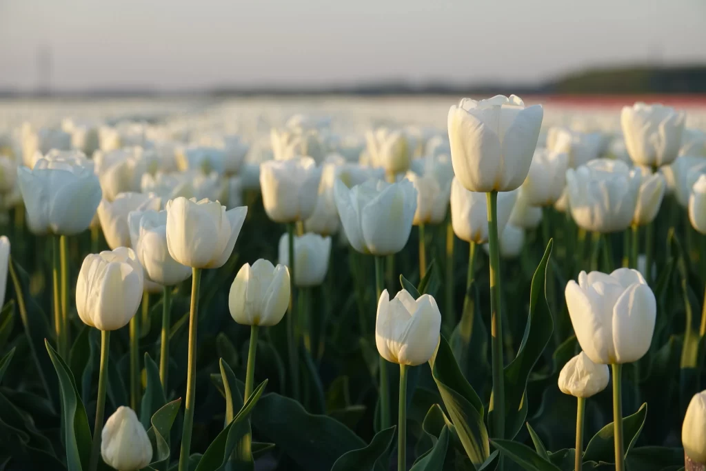 White Tulip Bloom Petals Green Leaves