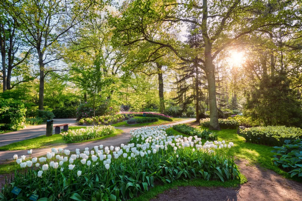 White Tulip Bloom Petals Greenery Sunlight