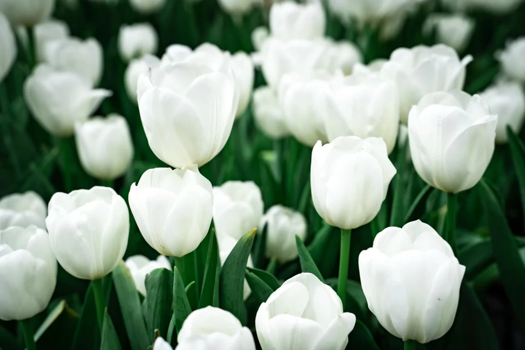 White Tulip Blooming Petals Green Leaves