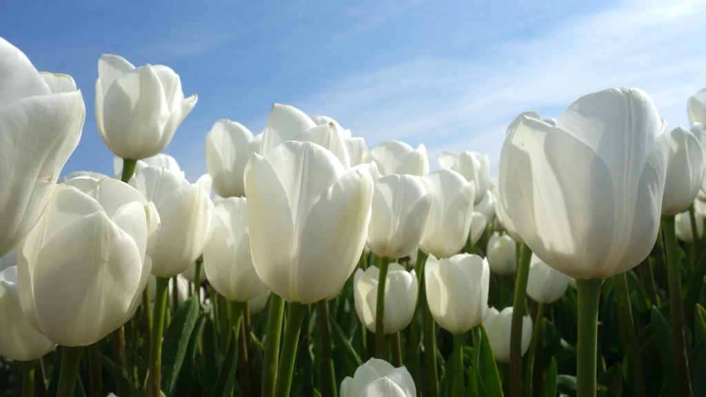 White Tulip Blooms Petals Sky Green Stems
