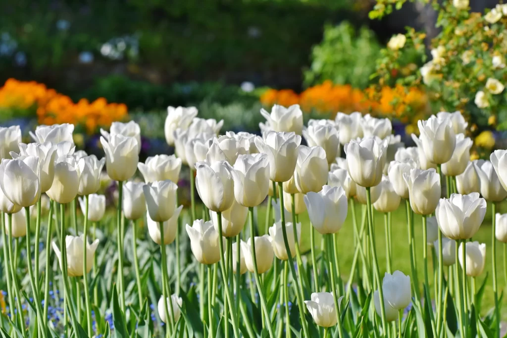 White Tulip Blooms Petals Green Stems Sunlight