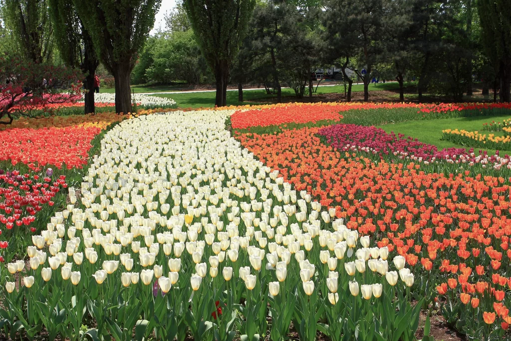 White Tulip Blooms Vibrant Colors Greenery