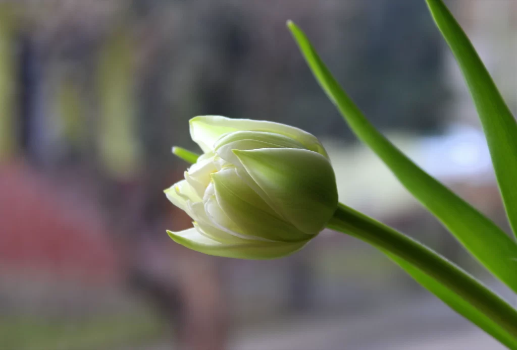 White Tulip Bud Petals Green Stems
