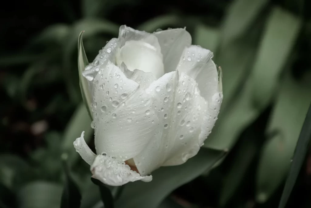 White Tulip Dewdrops Petals Fresh Green