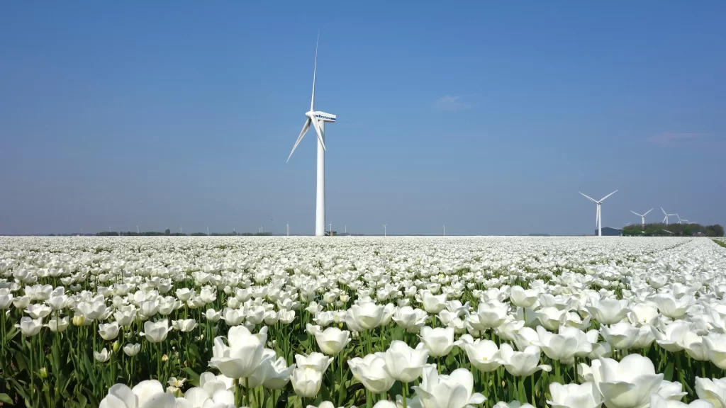 White Tulip Field Blooms Green Leaves Blue Sky