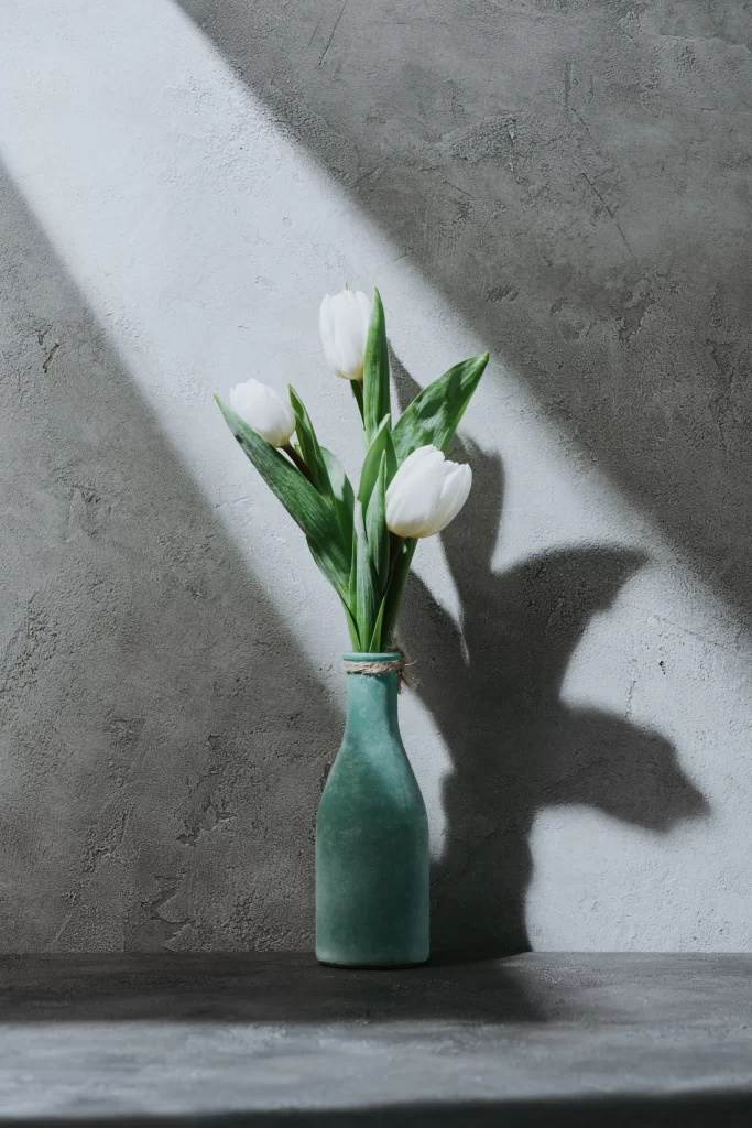 White Tulip Green Leaves Vase Shadow
