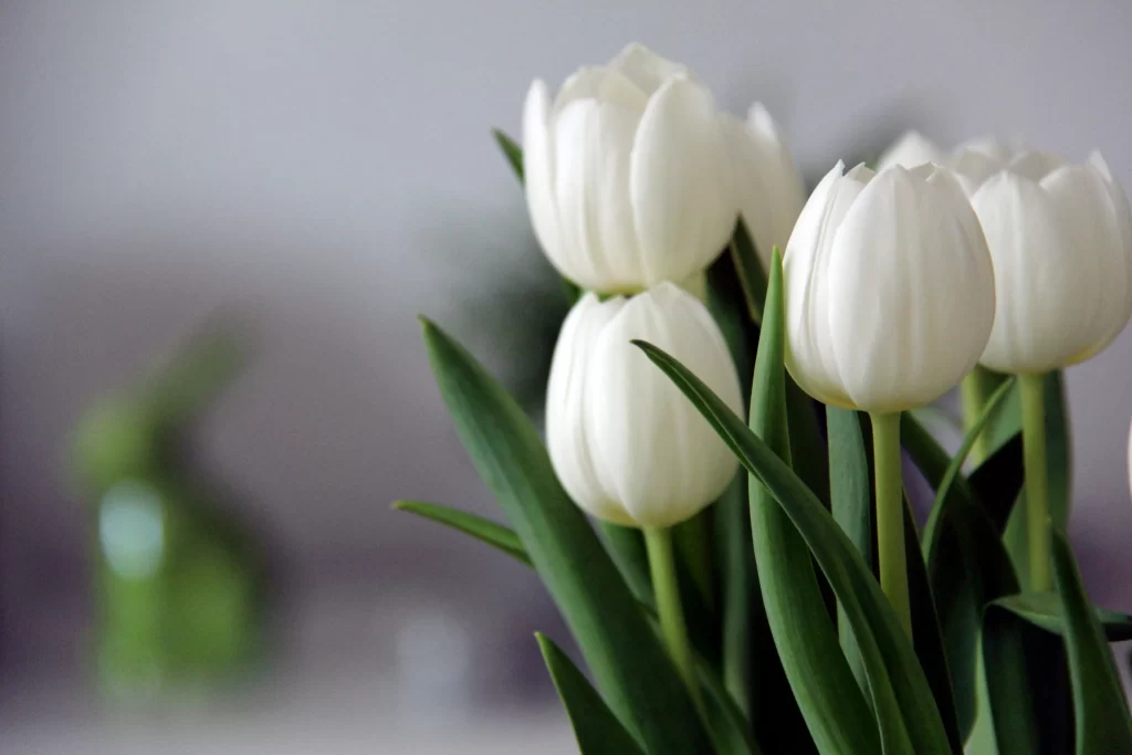 White Tulip Petals Green Leaves