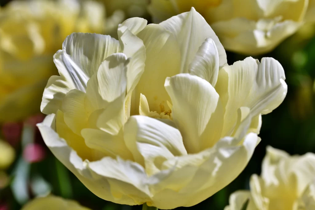White Tulip Petals Ruffled Sunlit