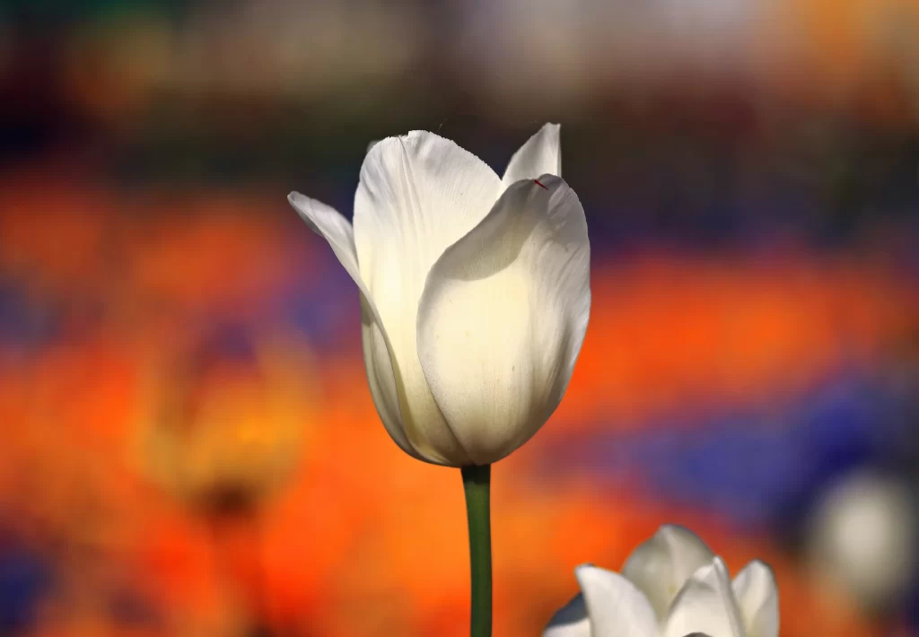 White Tulip Petals Soft Focus Vivid Background