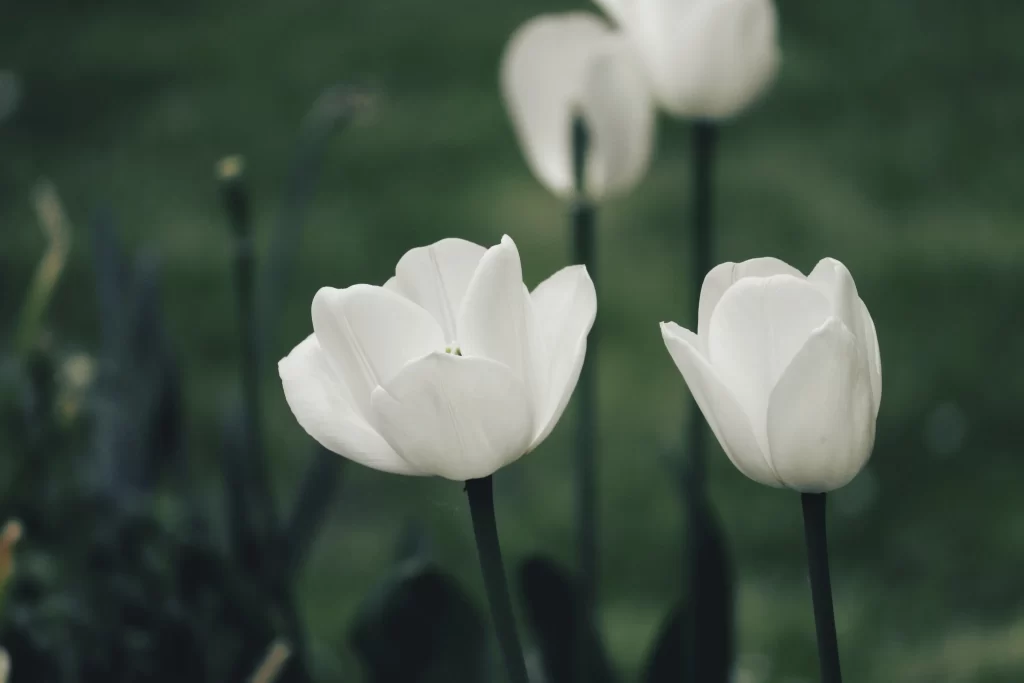 White Tulip Petals Stems Greenery
