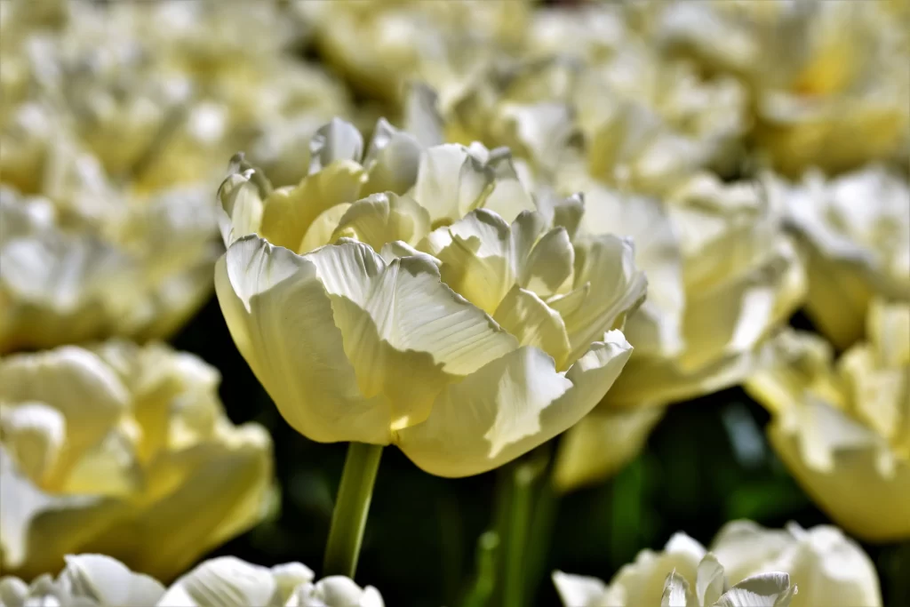 White Tulip Petals Sunlight Texture