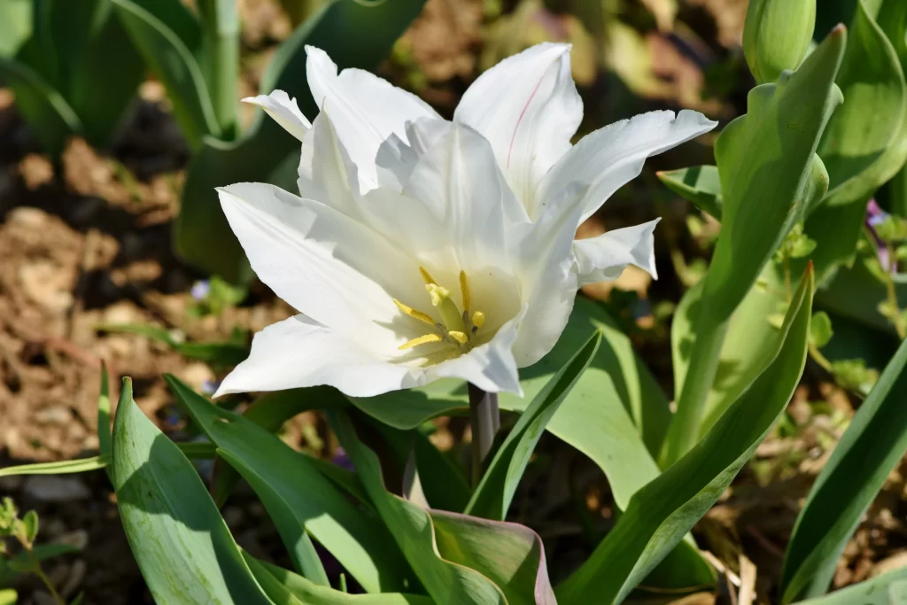 White Tulip Petals Yellow Stamen Green warm Leaves