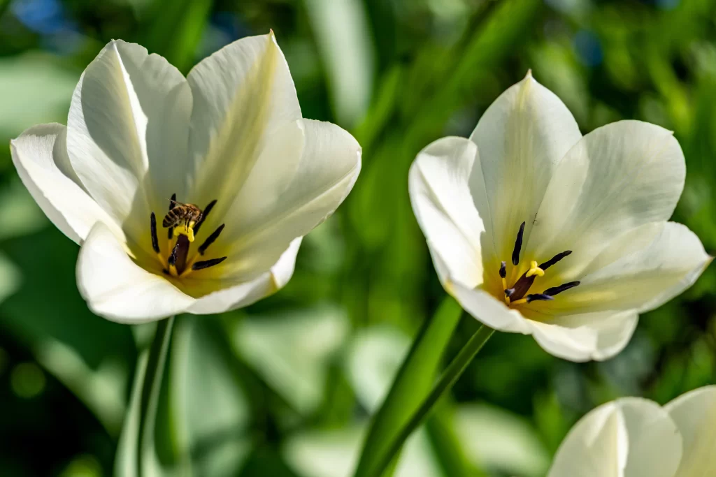 White Tulip Petals Yellow Stamen Green warm Leaves
