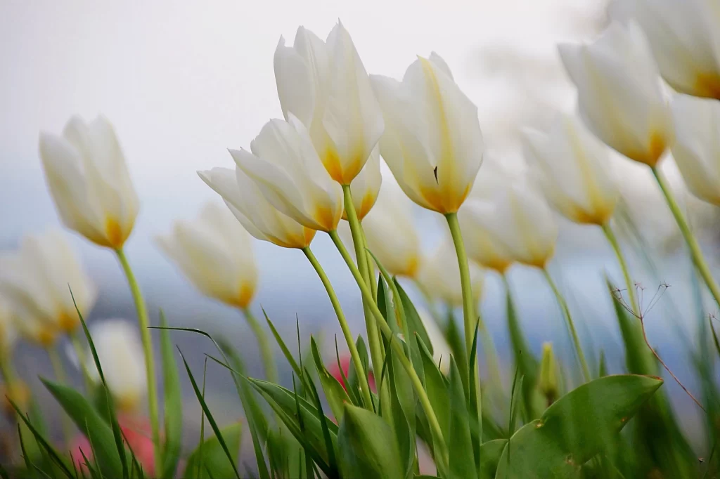 White Tulip Petals Yellow Base Green Stems