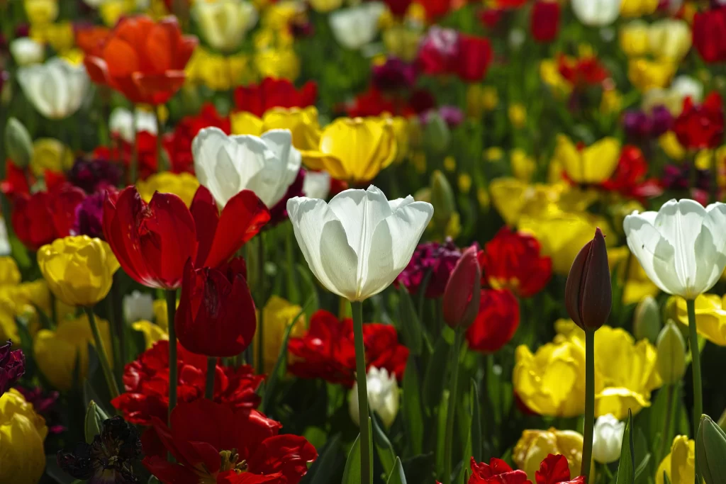 White Tulip Red Yellow Purple Petals Sunlight