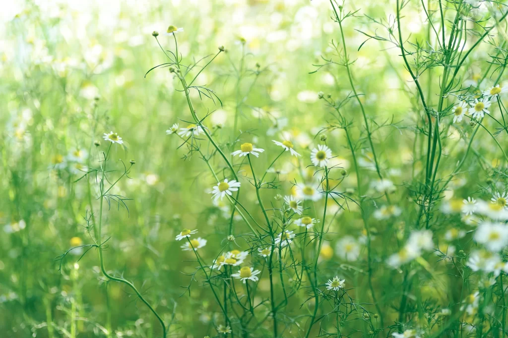 White Yellow Chamomile Delicate Petals Greenery