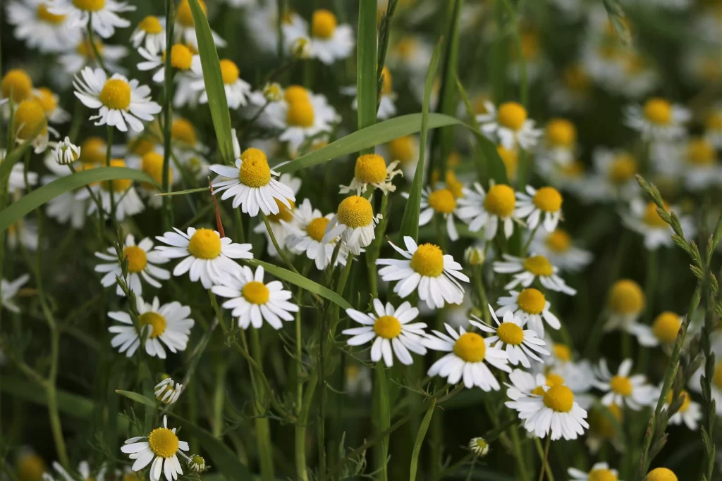 White Yellow Chamomile Petals Green Stems