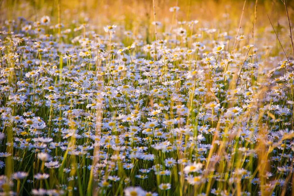 White Yellow Daisy Field Petals Sunlight