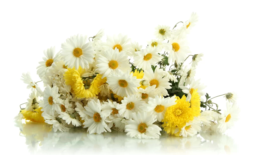White Yellow Daisy Petals Bright Reflective