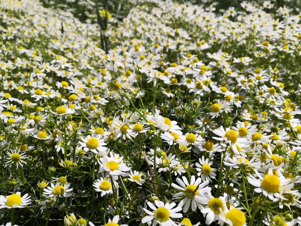 White Yellow Daisy Petals Blooming Field
