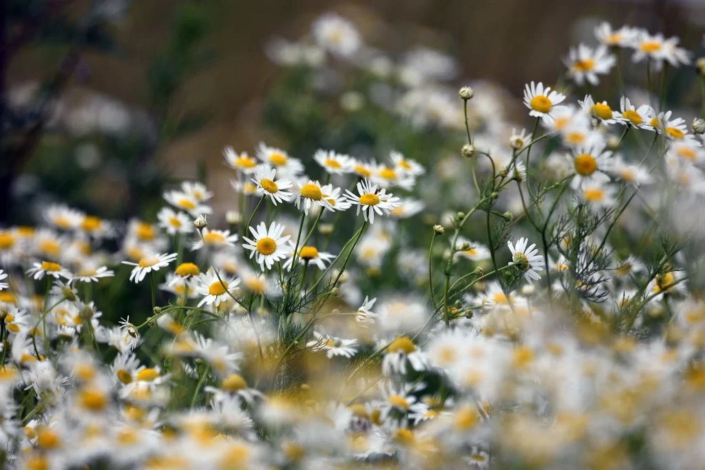 White Yellow Daisy Petals Center Blooming