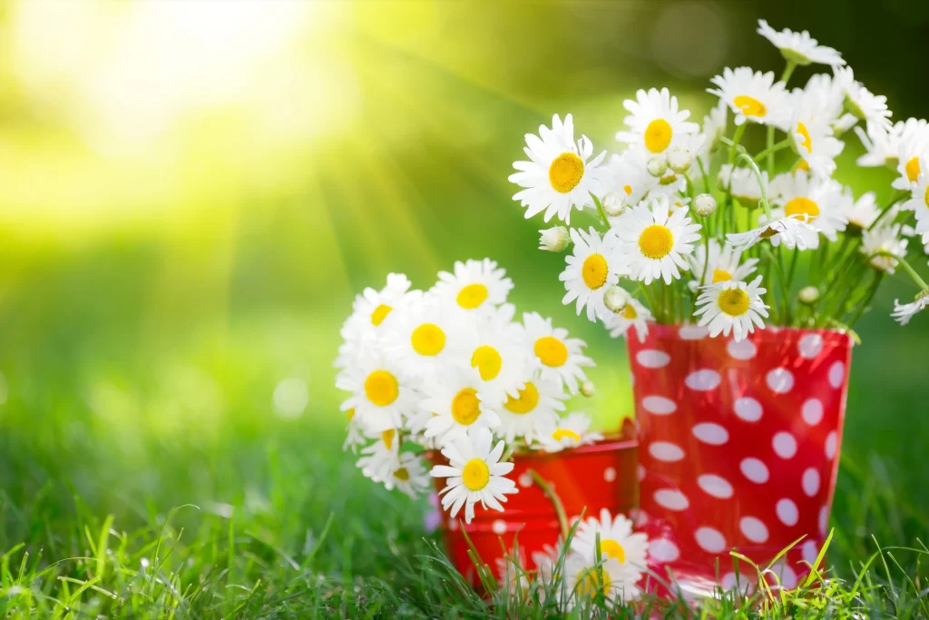 White Yellow Daisy Petals Sunlight Greenery