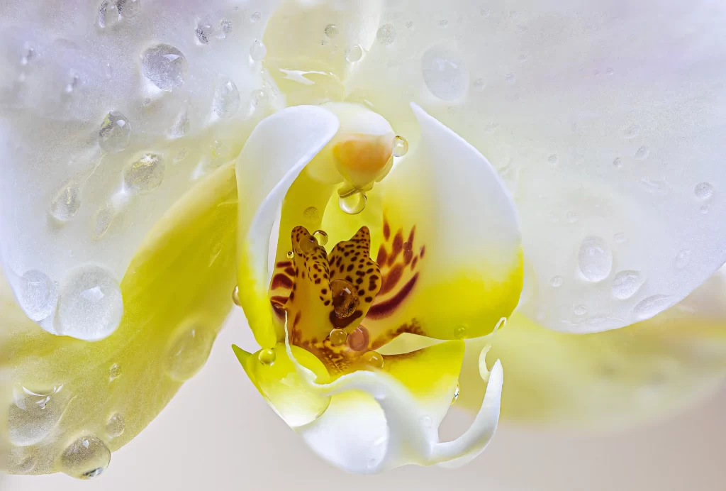White Yellow Orchid Petals Waterdrops
