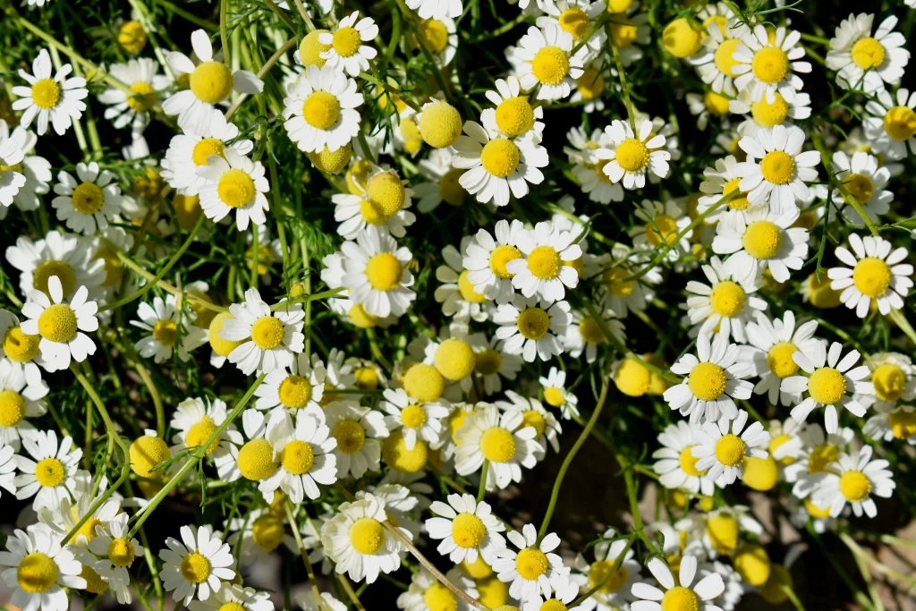White Yellow Petals Daisy Sunlit