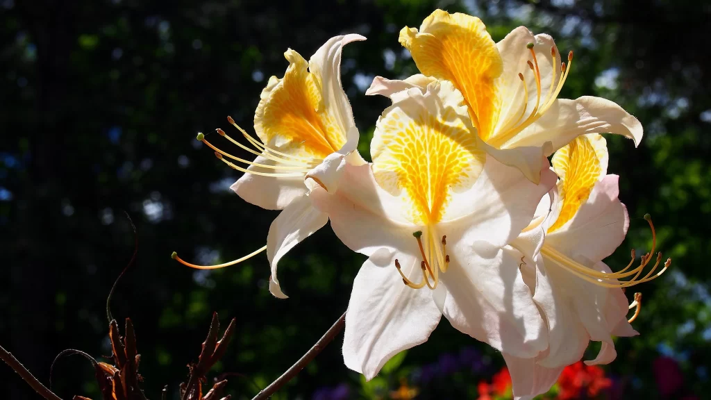 White Yellow Rhododendron Petals Sunlight Vibrant