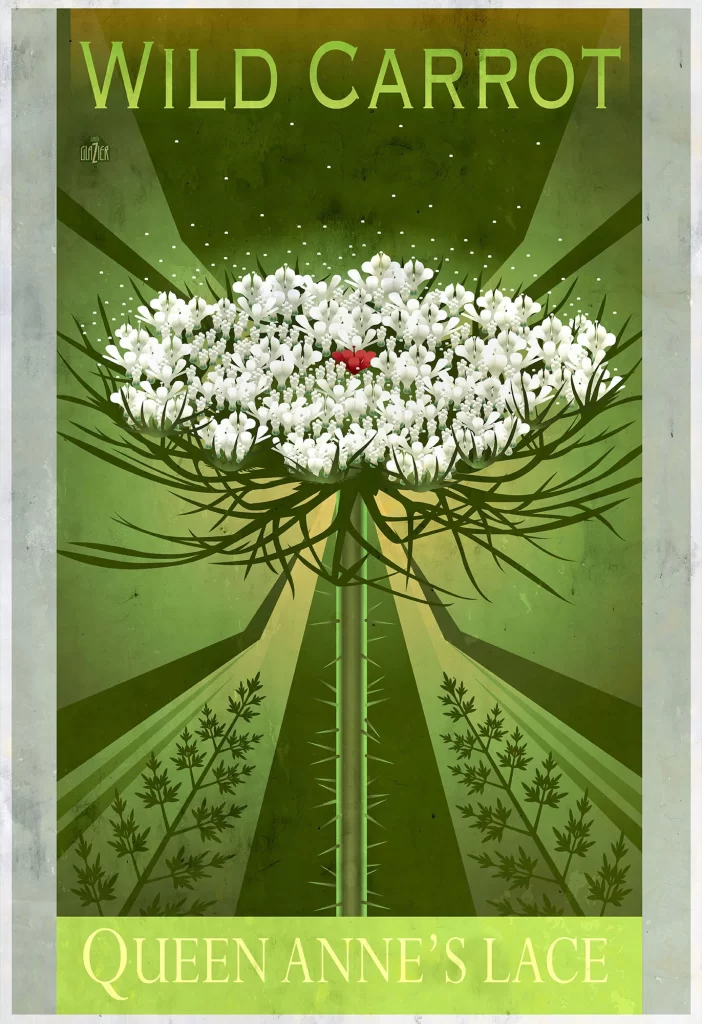 Wild Carrot Queen Annes Lace Flower Nature