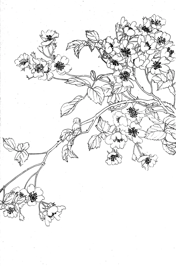 Wild Rose Chinese Line Drawing Botanical Art