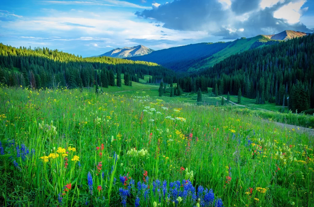 Wildflower Meadow Blooming Yellow Red Blue Green