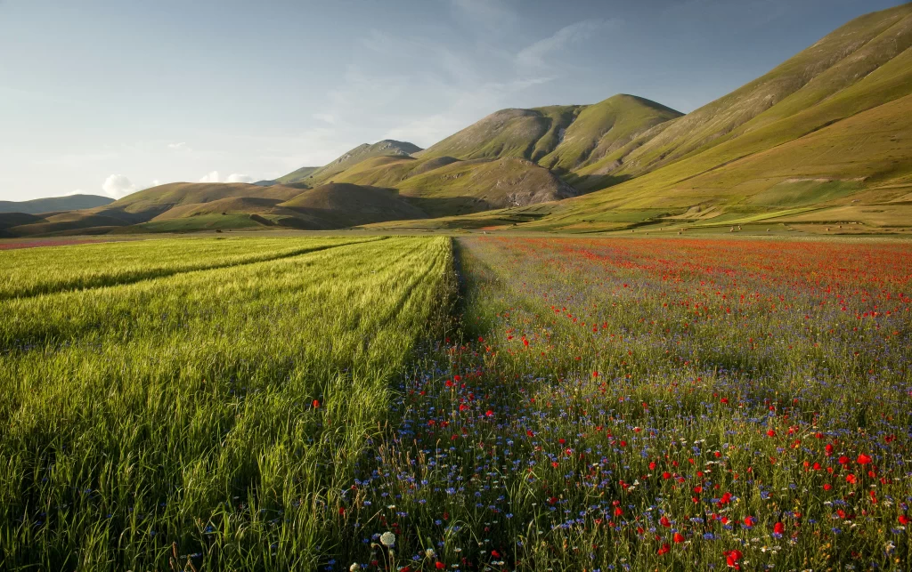 Wildflower Meadow Green Grass Red Blue Yellow Hillside