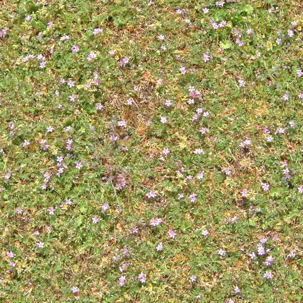 Wildflowers Meadow Greenery Blooming Nature