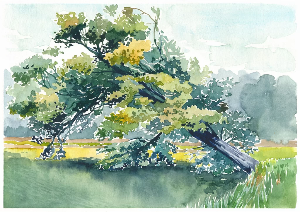 Windy Tree Landscape Nature Mateusz Urbanowicz