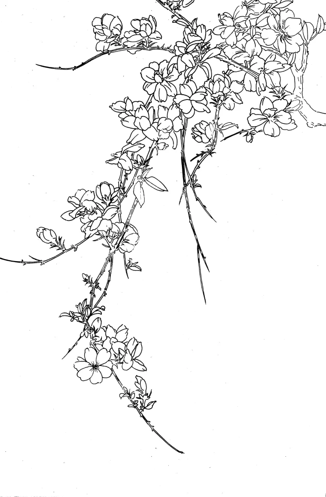 Winter Jasmine Chinese Line Drawing Botanical Art
