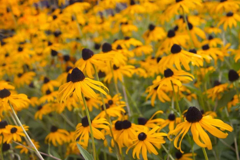 Yellow Black-centered Daisy Petals Dense Cluster