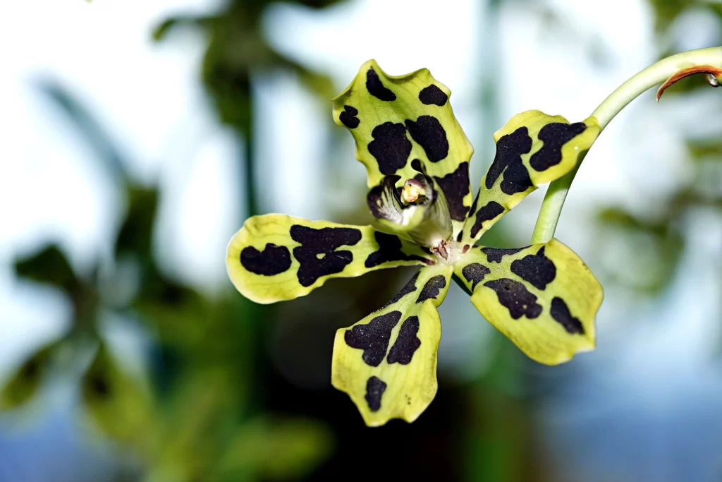 Yellow Black Orchid Petals Spots