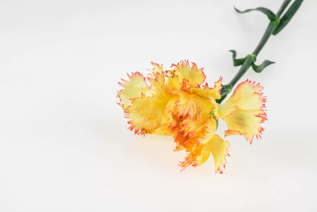Yellow Carnation Edged Petals White Background