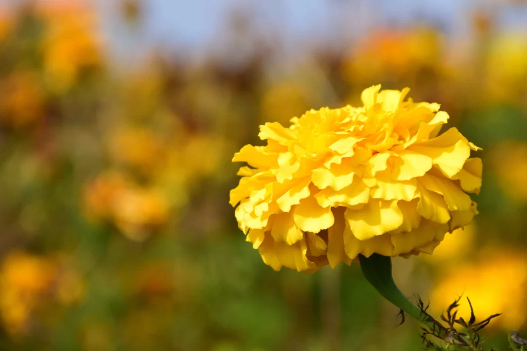 Yellow Carnation Petals Bright Green