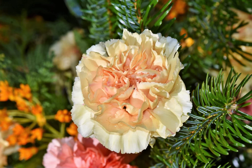 Yellow Carnation Ruffled Petals Green Foliage